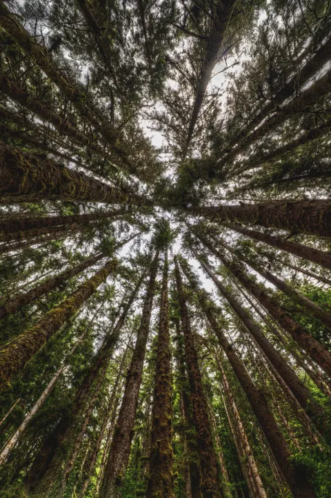 Tall Trees Phone Wallpaper · vertical · 1440×2162