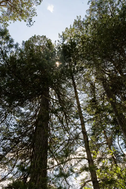 Tall Trees Phone Wallpaper · vertical · 1440×2161