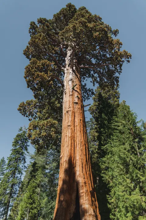 Tall Trees Phone Wallpaper · vertical · 1440×2159