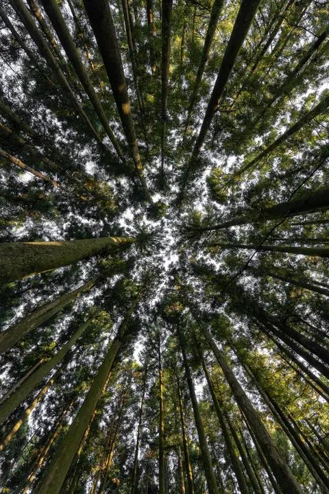 Tall Trees Phone Wallpaper · vertical · 1440×2160