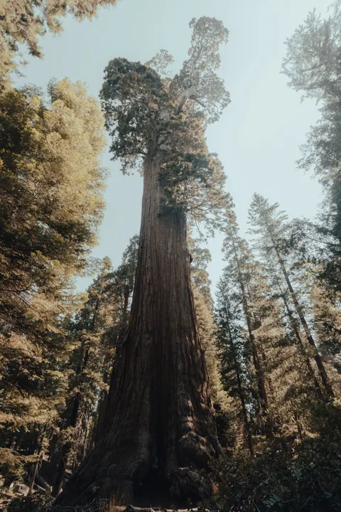 Tall Trees Phone Wallpaper · vertical · 1440×2160