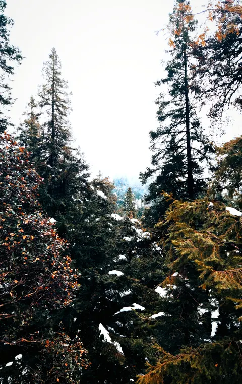 Tall Trees Phone Wallpaper · vertical · 1440×2287