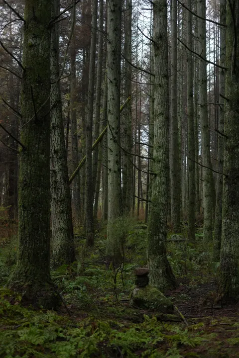 Tall Trees Phone Wallpaper · vertical · 1440×2160