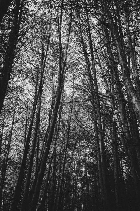 Tall Trees Phone Wallpaper · vertical · 1440×2160