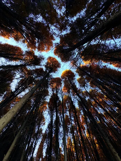 Tall Trees Phone Wallpaper · vertical · 1440×1920