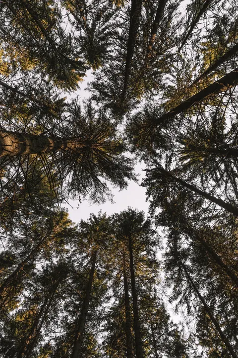 Tall Trees Phone Wallpaper · vertical · 1440×2160