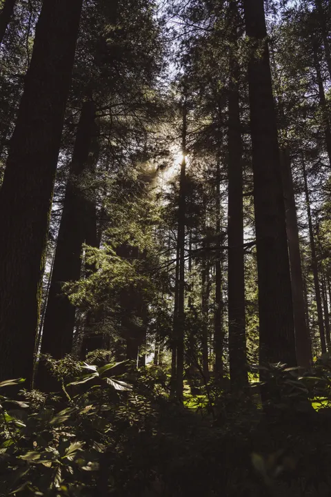 Tall Trees Phone Wallpaper · vertical · 1440×2159