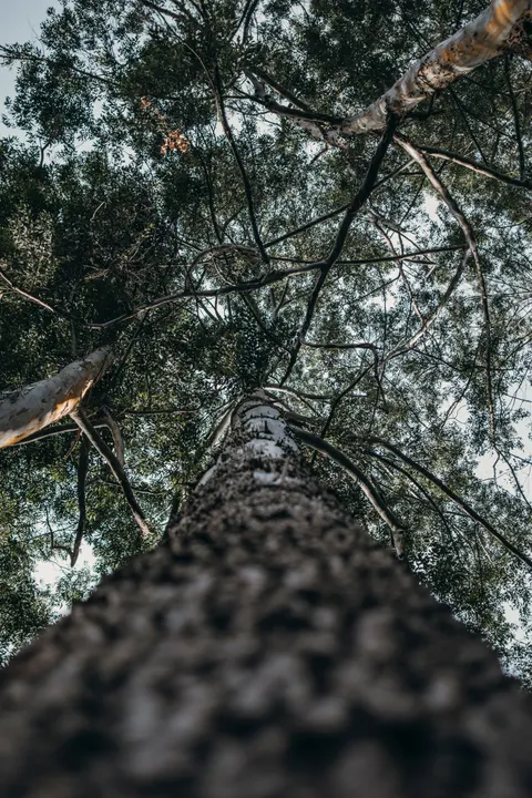 Tall Trees Phone Wallpaper · vertical · 1440×2160