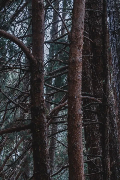 Tall Trees Phone Wallpaper · vertical · 1440×2160