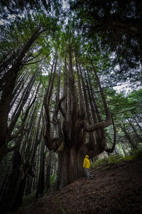 Tall Trees Phone Wallpaper · vertical · 1440×2159
