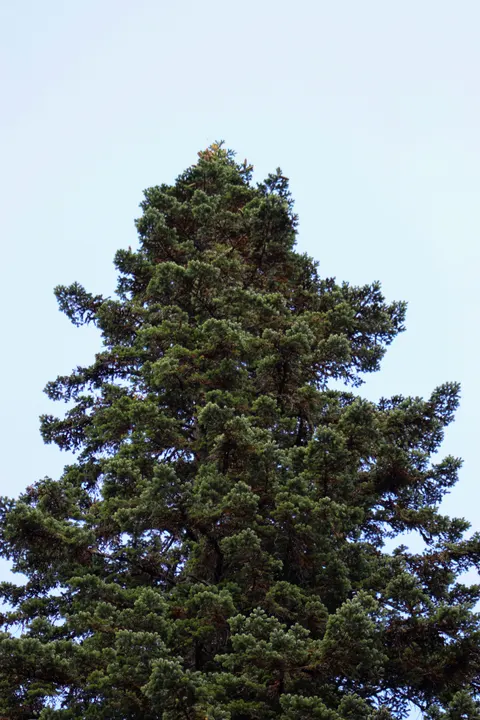 Tall Trees Phone Wallpaper · vertical · 1440×2160