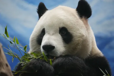Fondo de pantalla Animales 4K · animals · 3840×2560