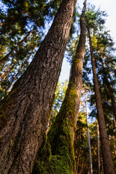 Tall Trees Phone Wallpaper · vertical · 1440×2160