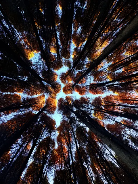 Tall Trees Phone Wallpaper · vertical · 1440×1920