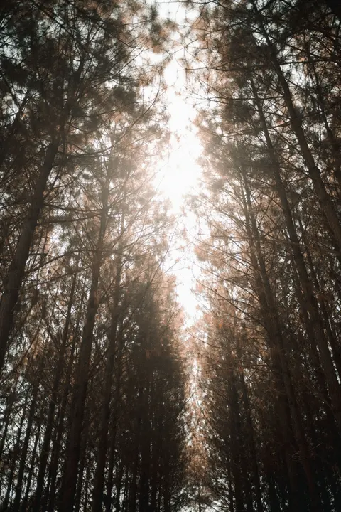 Tall Trees Phone Wallpaper · vertical · 1440×2160