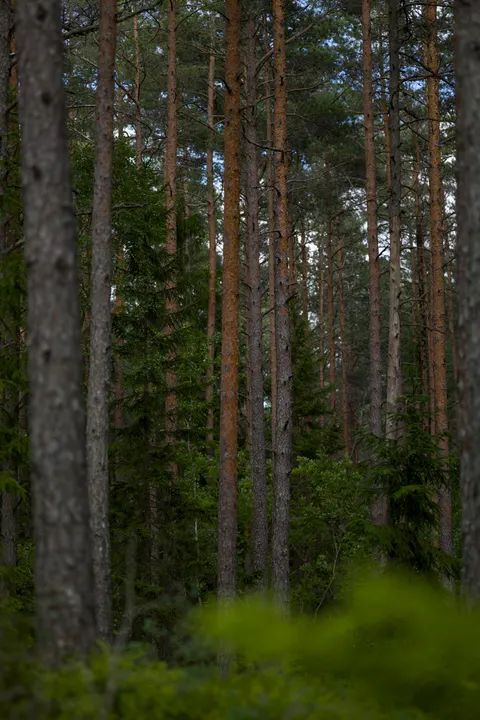 Tall Trees Phone Wallpaper · vertical · 1440×2160