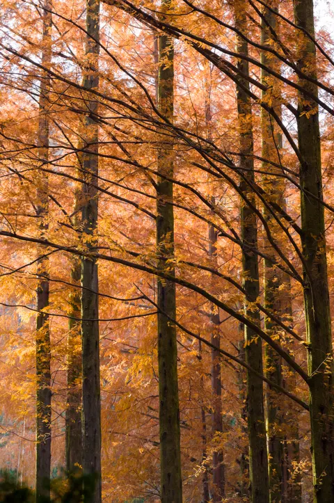 Tall Trees Phone Wallpaper · vertical · 1440×2166