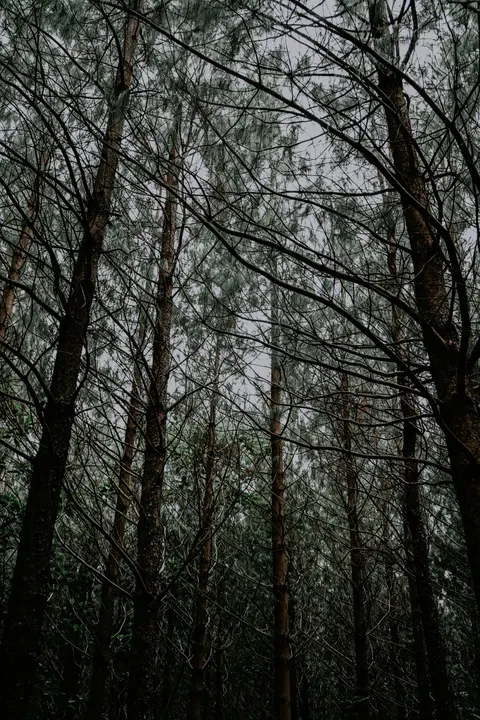 Tall Trees Phone Wallpaper · vertical · 1440×2160
