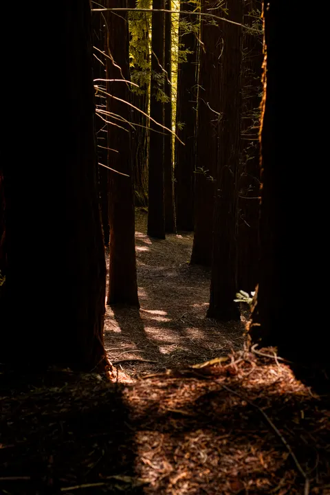 Tall Trees Phone Wallpaper · vertical · 1440×2160