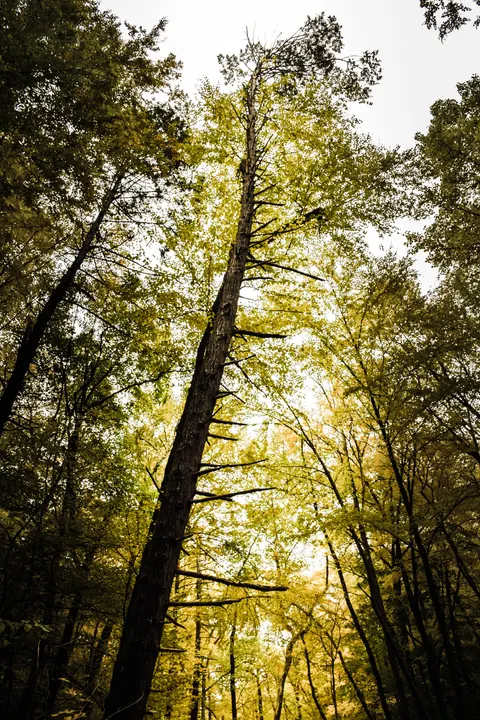 Tall Trees Phone Wallpaper · vertical · 1440×2160