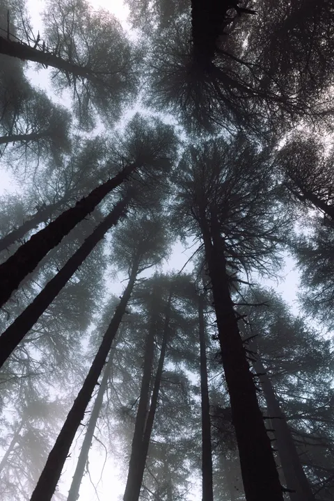 Tall Trees Phone Wallpaper · vertical · 1440×2160