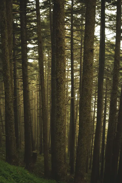 Tall Trees Phone Wallpaper · vertical · 1440×2160