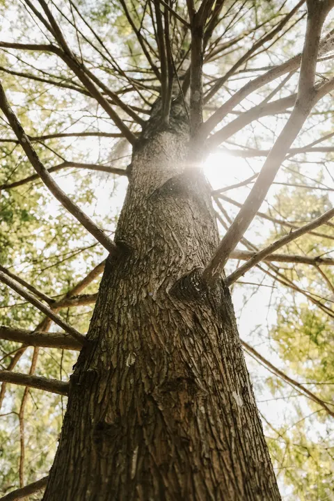 Tall Trees Phone Wallpaper · vertical · 1440×2160