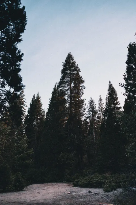 Tall Trees Phone Wallpaper · vertical · 1440×2160
