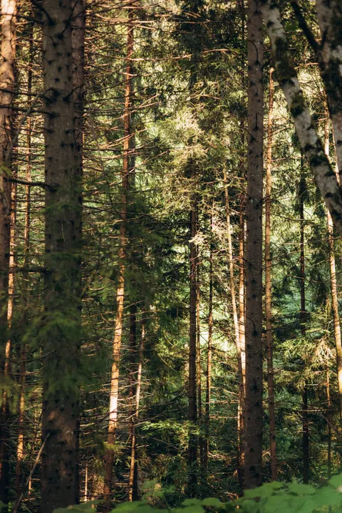 Tall Trees Phone Wallpaper · vertical · 1440×2160