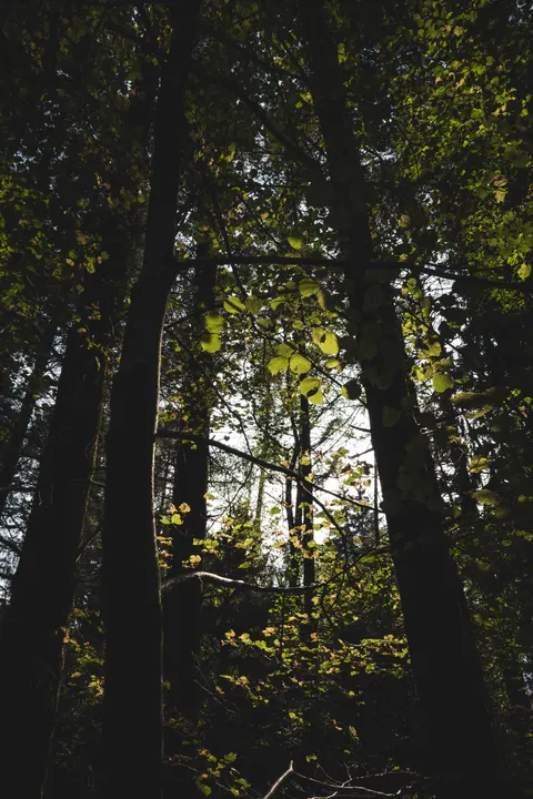 Tall Trees Phone Wallpaper · vertical · 1440×2160
