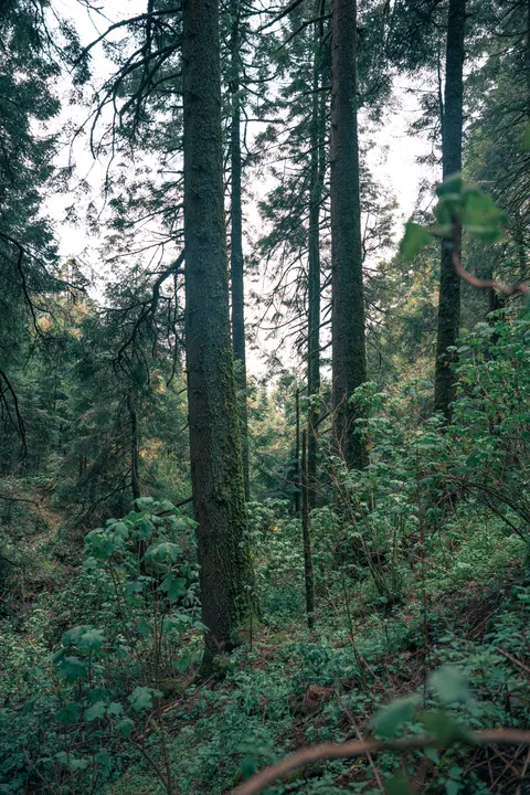Tall Trees Phone Wallpaper · vertical · 1440×2160