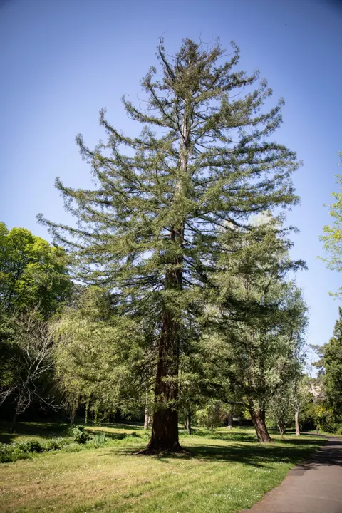 Tall Trees Phone Wallpaper · vertical · 1440×2160
