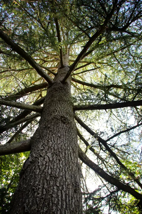 Tall Trees Phone Wallpaper · vertical · 1440×2160