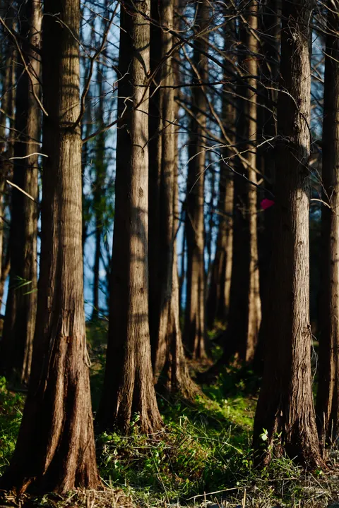 Tall Trees Phone Wallpaper · vertical · 1440×2160