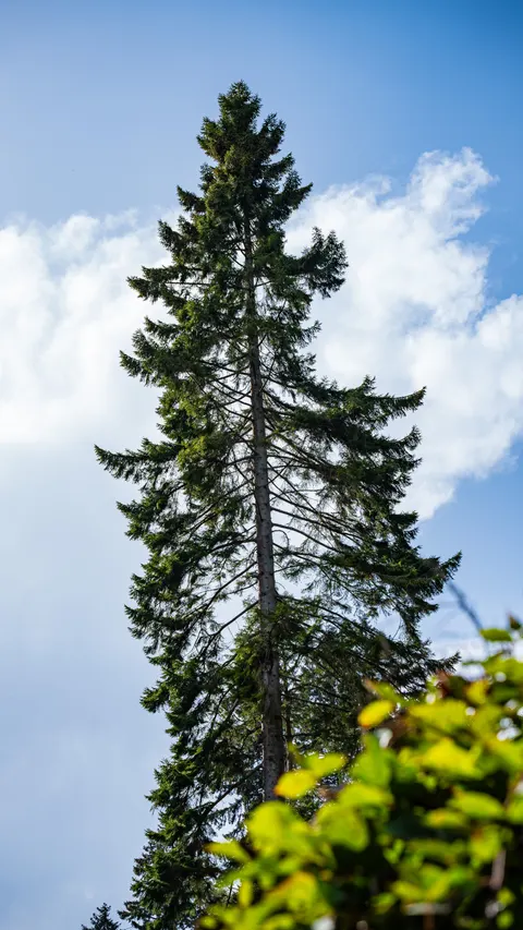 Tall Trees Phone Wallpaper · vertical · 1440×2559