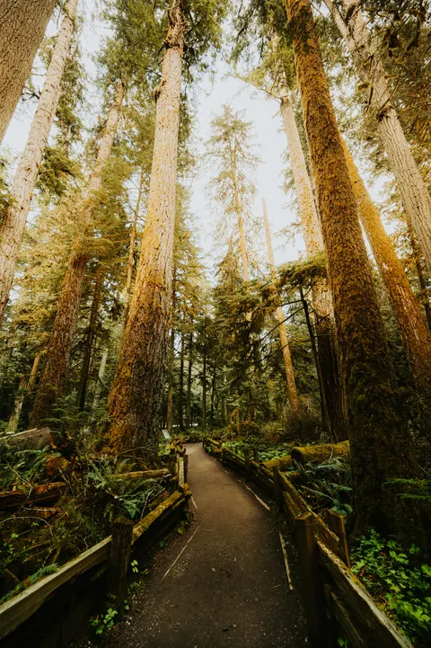 Tall Trees Phone Wallpaper · vertical · 1440×2164