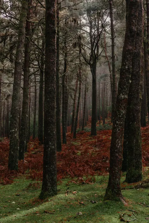 Tall Trees Phone Wallpaper · vertical · 1440×2159
