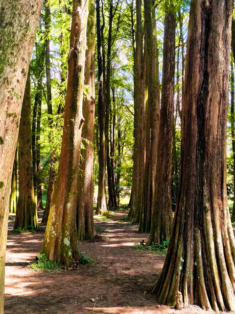 Tall Trees Phone Wallpaper · vertical · 1440×1920