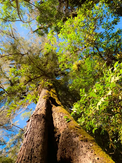 Tall Trees Phone Wallpaper · vertical · 1440×1920