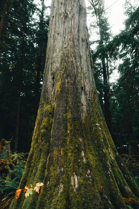 Tall Trees Phone Wallpaper · vertical · 1440×2159
