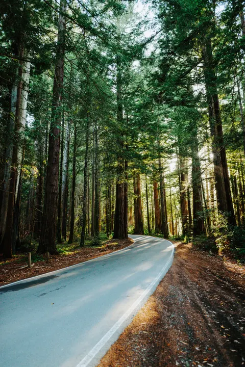 Tall Trees Phone Wallpaper · vertical · 1440×2157