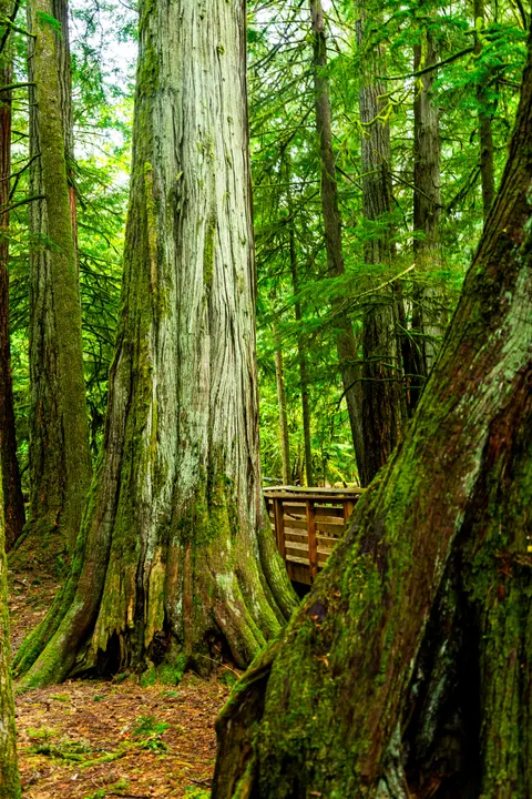 Tall Trees Phone Wallpaper · vertical · 1440×2160