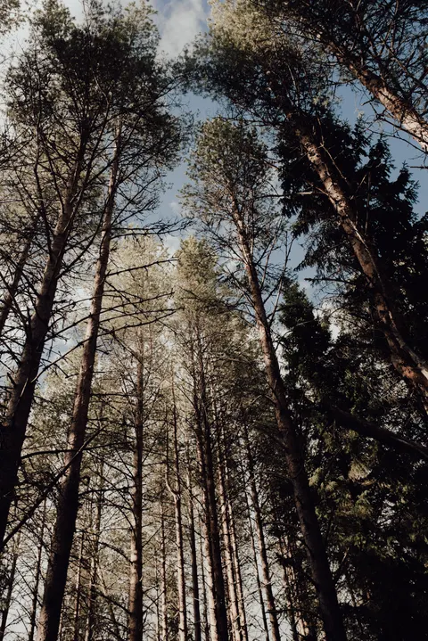 Tall Trees Phone Wallpaper · vertical · 1440×2157
