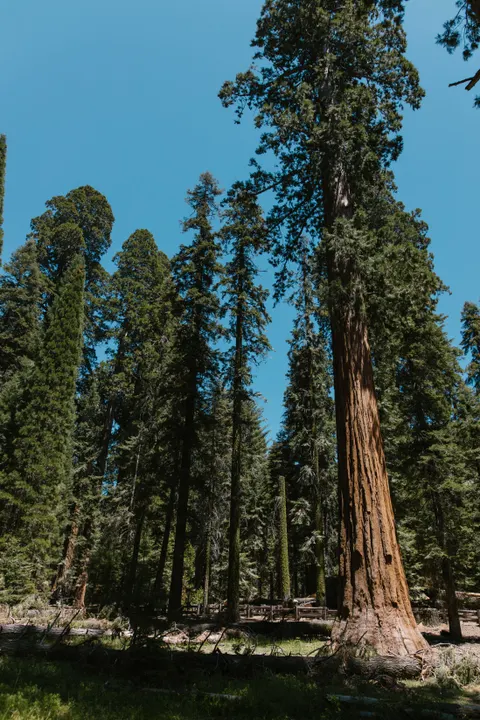 Tall Trees Phone Wallpaper · vertical · 1440×2160