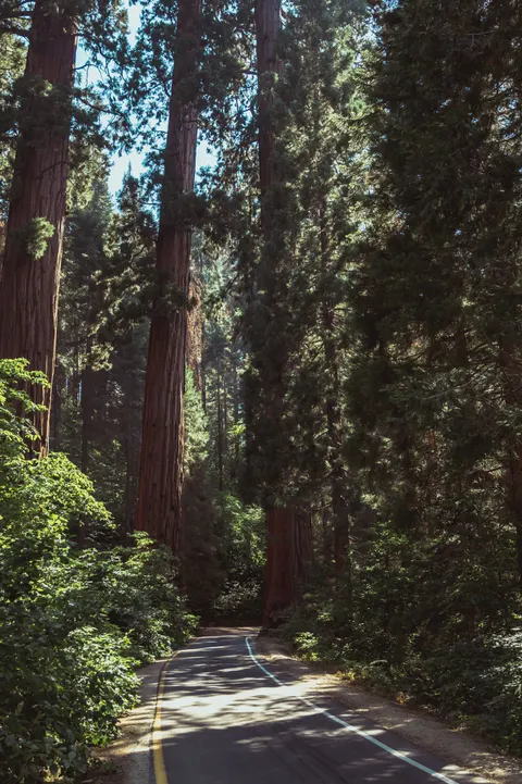 Tall Trees Phone Wallpaper · vertical · 1440×2160