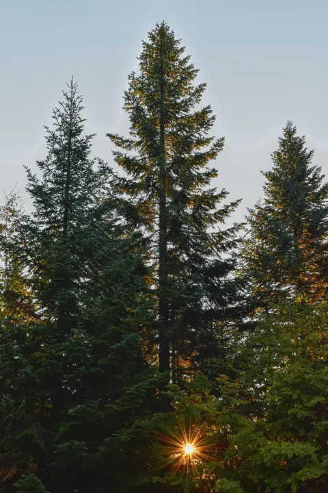 Tall Trees Phone Wallpaper · vertical · 1440×2160