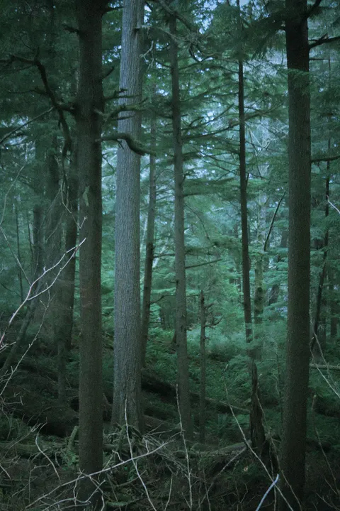 Tall Trees Phone Wallpaper · vertical · 1440×2160