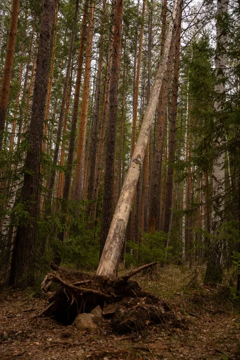 Tall Trees Phone Wallpaper · vertical · 1440×2160