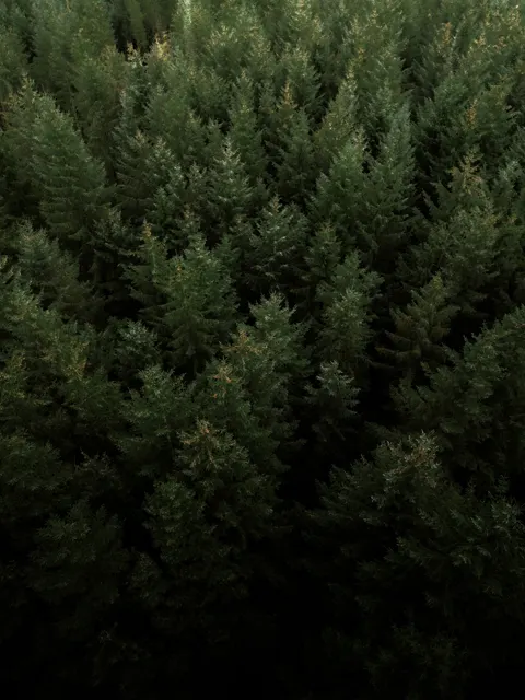 Tall Trees Phone Wallpaper · vertical · 1440×1920