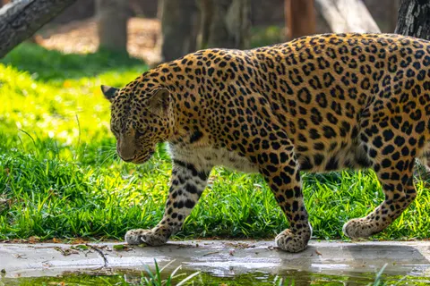 Обои Животные 4K · animals · 3840×2560